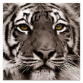 Graphic 0.2", Wall of Free Art, 38" x Empire Hang Direct to the Ready Glass Tiger x Eye Frameless Panel Tempered 38" Floating Art